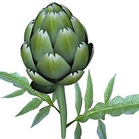 carciofo