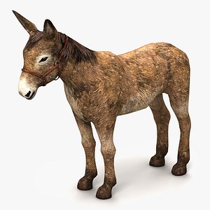 Donkey Brown