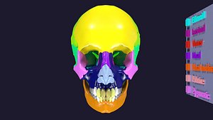 3D Skull bones colored separable labelled model