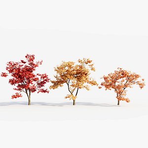 Acer palmatum b 3D