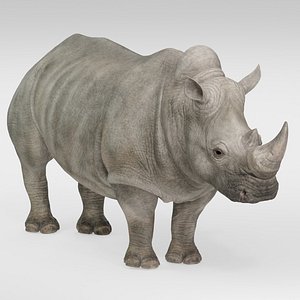 Realistic White Rhinoceros 3D model