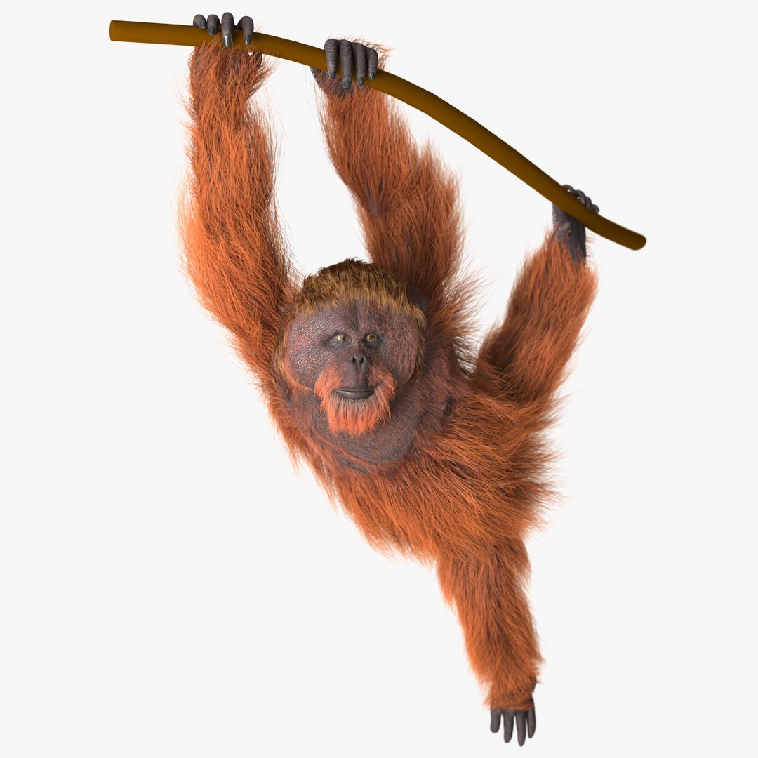 【Orangutan】羽毛布団　superior1 BUCHENBAUM Orangutan】羽毛布団 superior1 BUCHENBAUM Orangutan】羽毛布団