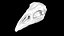 Moa skull 3D