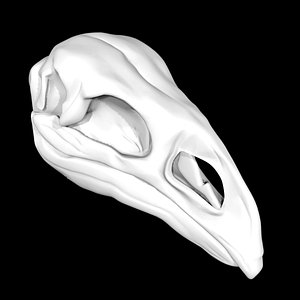 Moa skull 3D