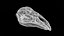 Moa skull 3D