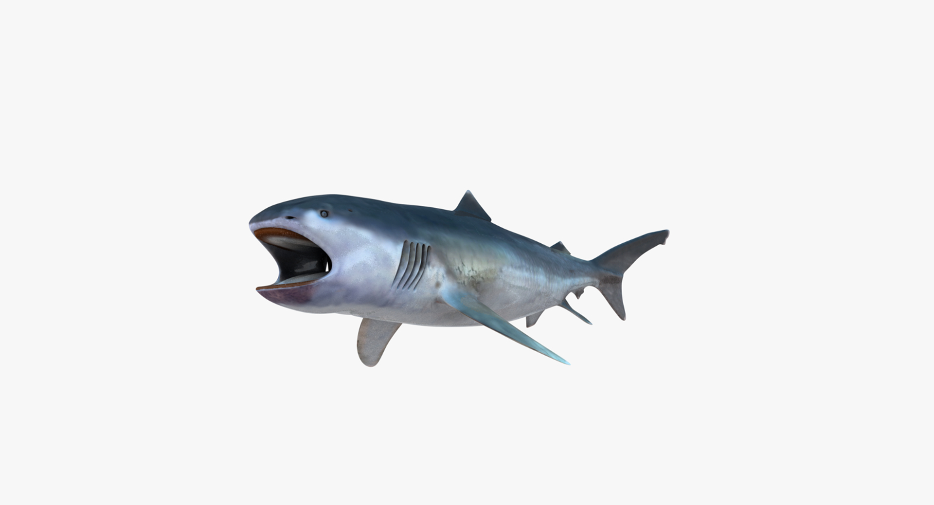 Realistic Female Megamouth Shark 3D Model - TurboSquid 1189738