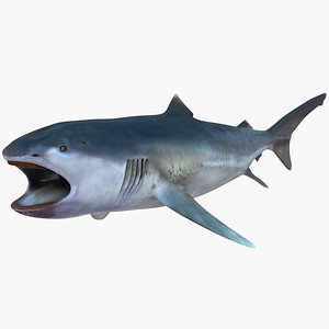 Megamouth shark female