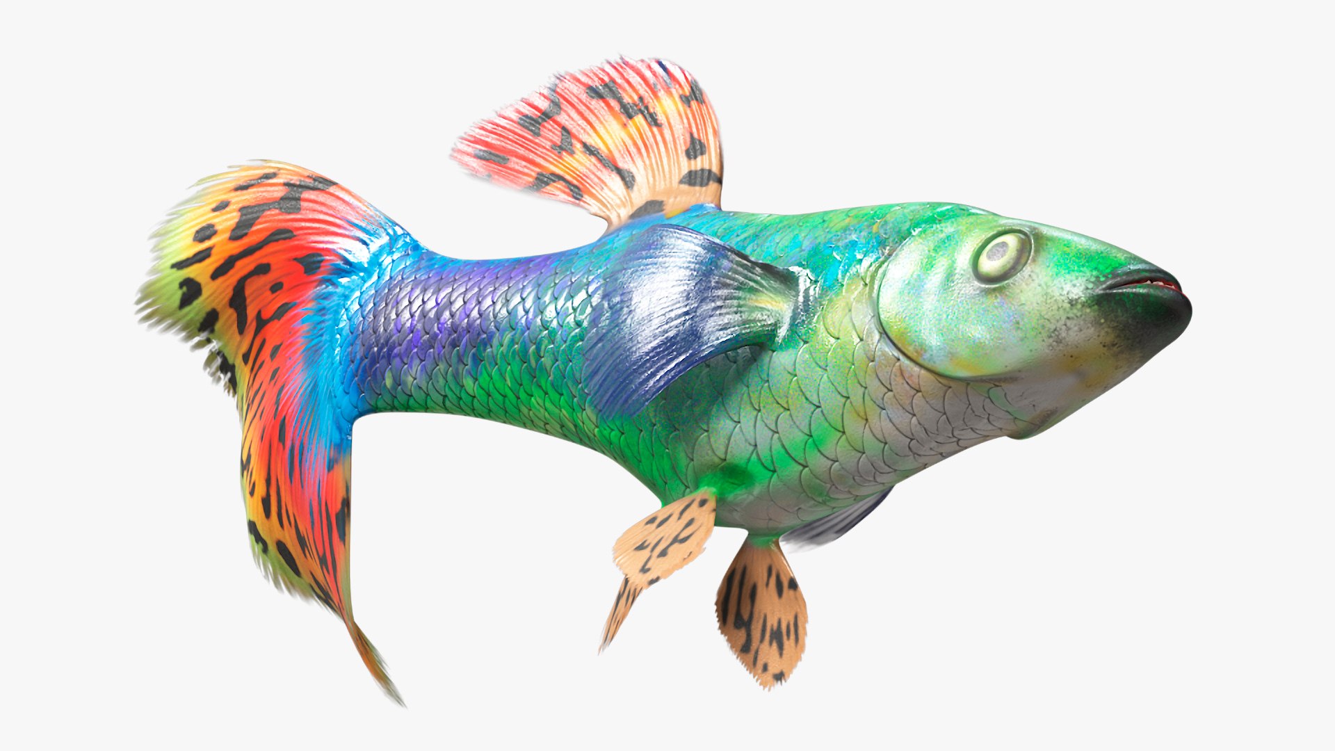 3D Guppy Fish Red Dragon Rigged for Cinema 4D model https://p.turbosquid.com/ts-thumb/IB/9mzV0e/0K/guppyfishreddragonriggedforcinema4dc4dmodel018/jpg/1725571785/1920x1080/fit_q87/d4e0e5787240894443dc93409e12a8e3556e3070/guppyfishreddragonriggedforcinema4dc4dmodel018.jpg