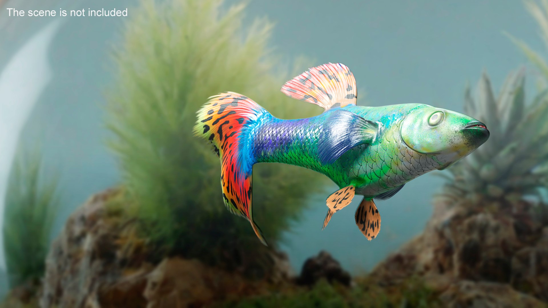 3D Guppy Fish Red Dragon Rigged for Cinema 4D model https://p.turbosquid.com/ts-thumb/IB/9mzV0e/0j/guppyfishreddragonriggedforcinema4dc4dmodel004/jpg/1725571751/1920x1080/fit_q87/7f74f6b27cb0f050b111bd3bab0e9e7b17859273/guppyfishreddragonriggedforcinema4dc4dmodel004.jpg