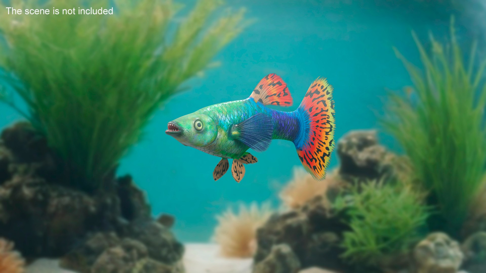 3D Guppy Fish Red Dragon Rigged for Cinema 4D model https://p.turbosquid.com/ts-thumb/IB/9mzV0e/Bg/guppyfishreddragonriggedforcinema4dc4dmodel008/jpg/1725571759/1920x1080/fit_q87/fa2ba1349d3b8080ffac1dfac20728fa31de423a/guppyfishreddragonriggedforcinema4dc4dmodel008.jpg