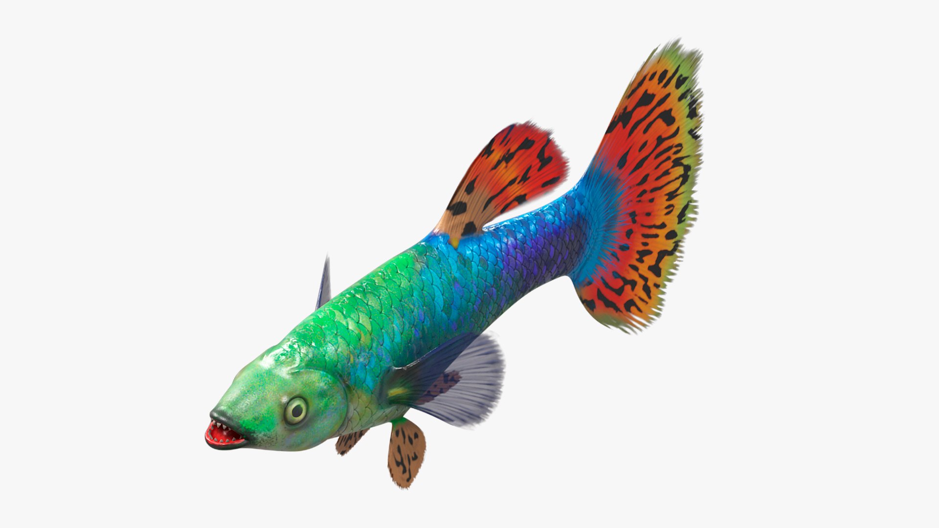 3D Guppy Fish Red Dragon Rigged for Cinema 4D model https://p.turbosquid.com/ts-thumb/IB/9mzV0e/L7/guppyfishreddragonriggedforcinema4dc4dmodel019/jpg/1725571788/1920x1080/fit_q87/2f91ca50b5e7b7480b4c6b0052d8340cd30c928b/guppyfishreddragonriggedforcinema4dc4dmodel019.jpg