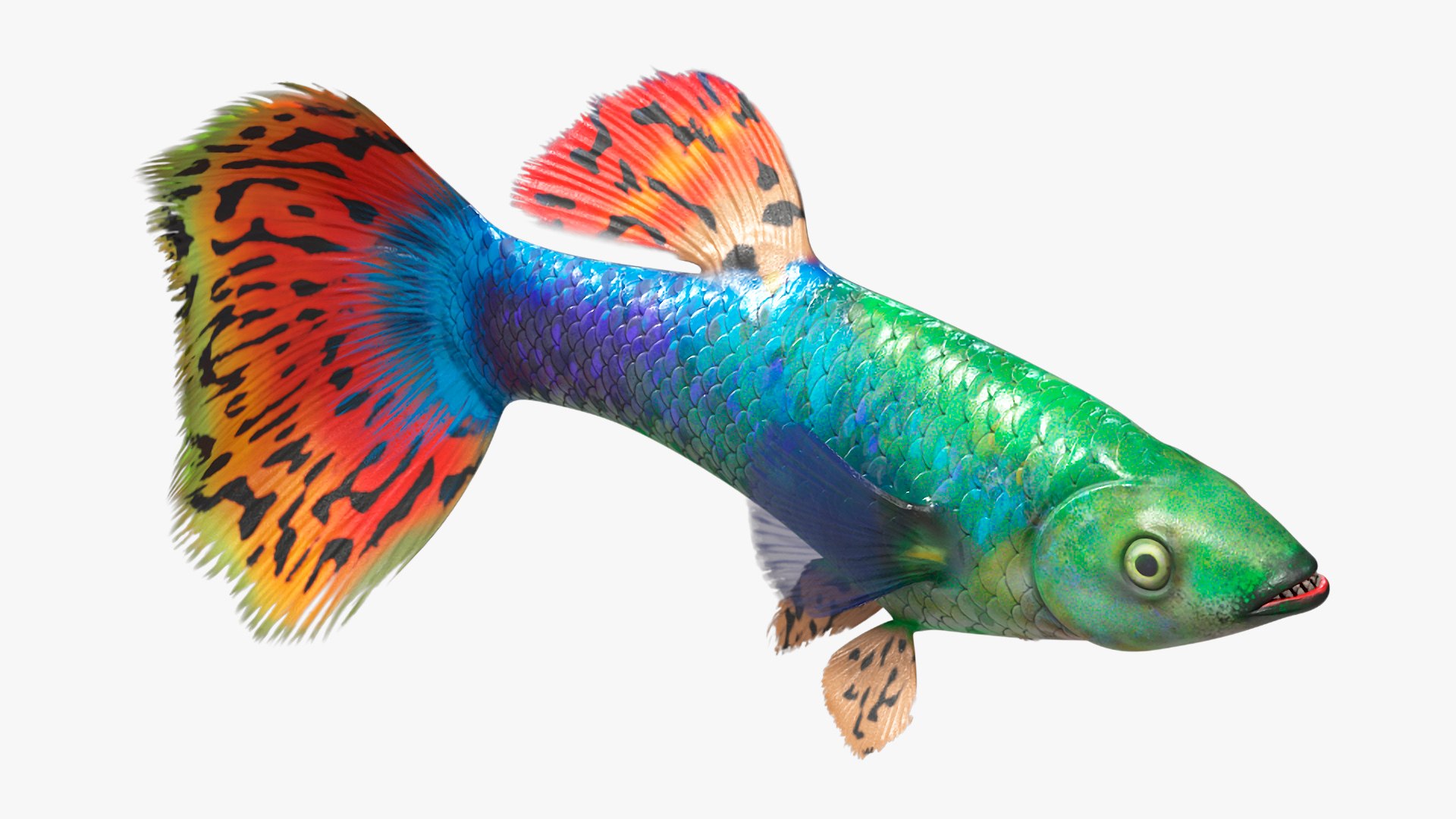 3D Guppy Fish Red Dragon Rigged for Cinema 4D model https://p.turbosquid.com/ts-thumb/IB/9mzV0e/Rz/guppyfishreddragonriggedforcinema4dc4dmodel013/jpg/1725571770/1920x1080/fit_q87/55d2cd60b060fdd4201820143f21b9b67d9fee73/guppyfishreddragonriggedforcinema4dc4dmodel013.jpg