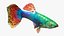 Guppy Fish Red Dragon - Ausgerüstet für Cinema 4D