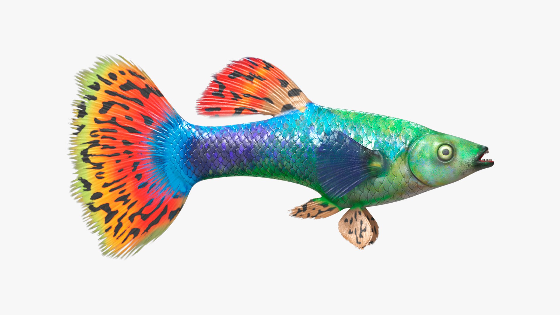 3D Guppy Fish Red Dragon Rigged for Cinema 4D model https://p.turbosquid.com/ts-thumb/IB/9mzV0e/Tm/guppyfishreddragonriggedforcinema4dc4dmodel020/jpg/1725571791/1920x1080/fit_q87/ba2e2ef8de5435c49418e42457328c90371bea7e/guppyfishreddragonriggedforcinema4dc4dmodel020.jpg