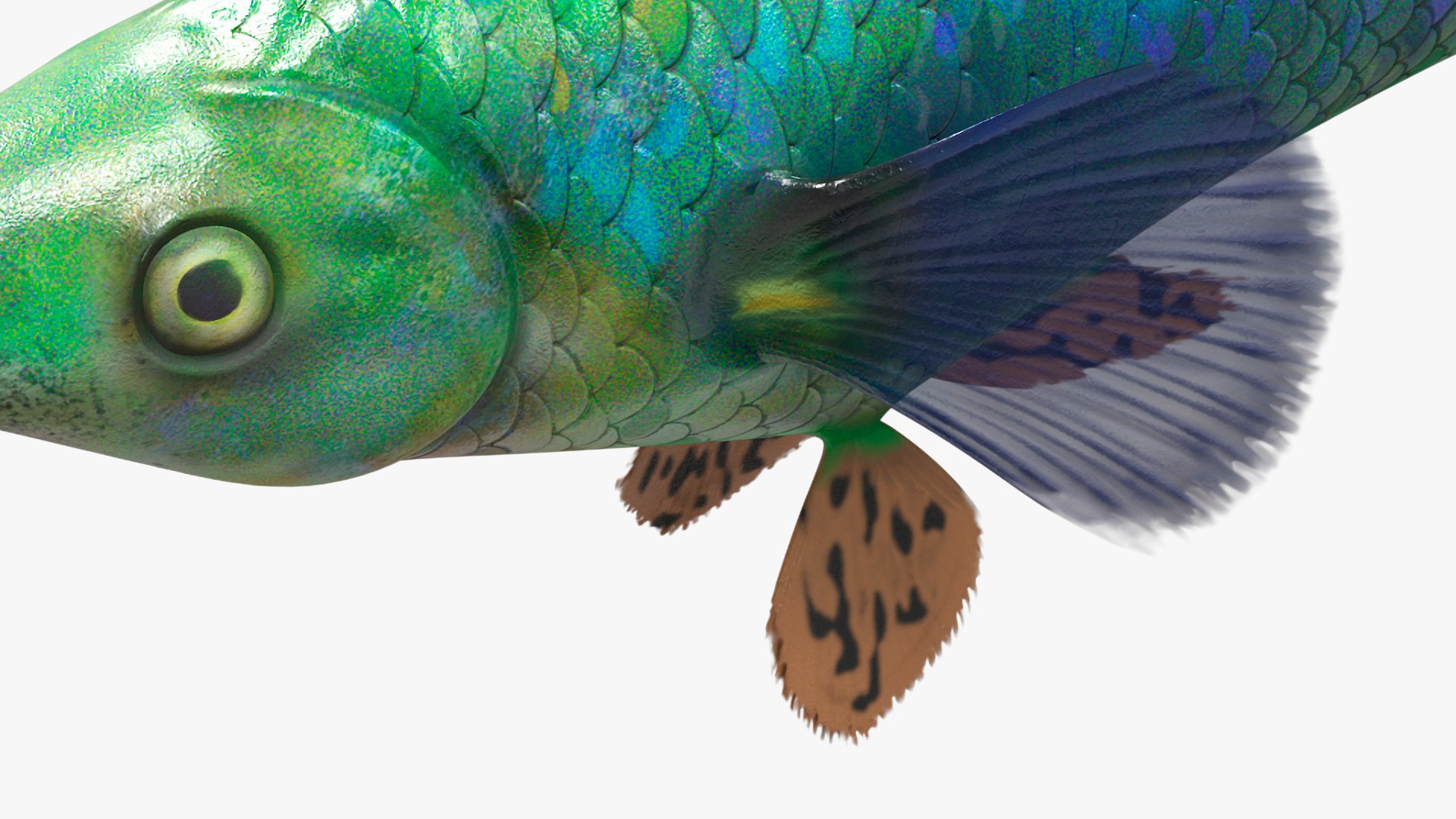 3D Guppy Fish Red Dragon Rigged for Cinema 4D model https://p.turbosquid.com/ts-thumb/IB/9mzV0e/Xh/guppyfishreddragonriggedforcinema4dc4dmodel022/jpg/1725571798/1920x1080/fit_q87/2dccd345dbb971013e61e88b88ed17c3f44185da/guppyfishreddragonriggedforcinema4dc4dmodel022.jpg