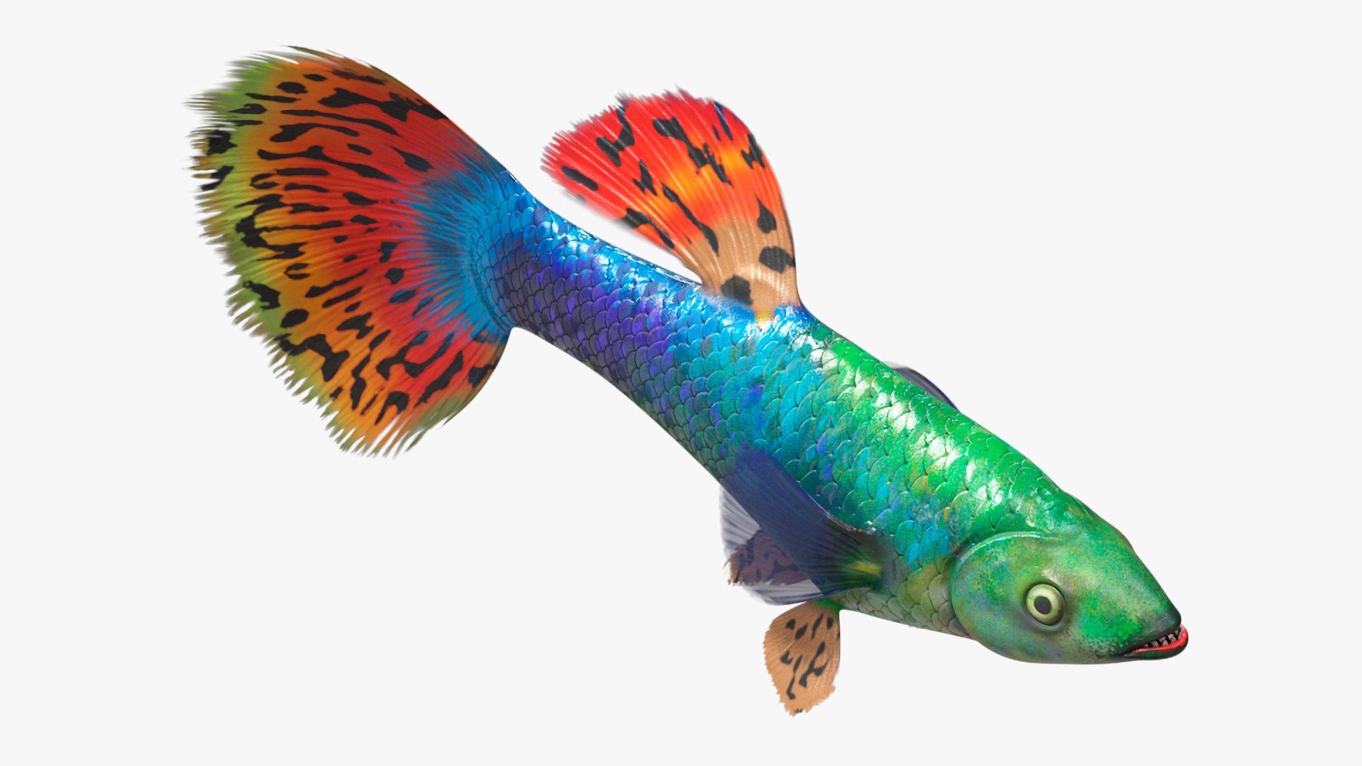 3D Guppy Fish Red Dragon Rigged for Cinema 4D model https://p.turbosquid.com/ts-thumb/IB/9mzV0e/dh/guppyfishreddragonriggedforcinema4dc4dmodel017/jpg/1725571782/1920x1080/fit_q87/f19716d698ead1d1737bfb63c4f24901561c1a7e/guppyfishreddragonriggedforcinema4dc4dmodel017.jpg