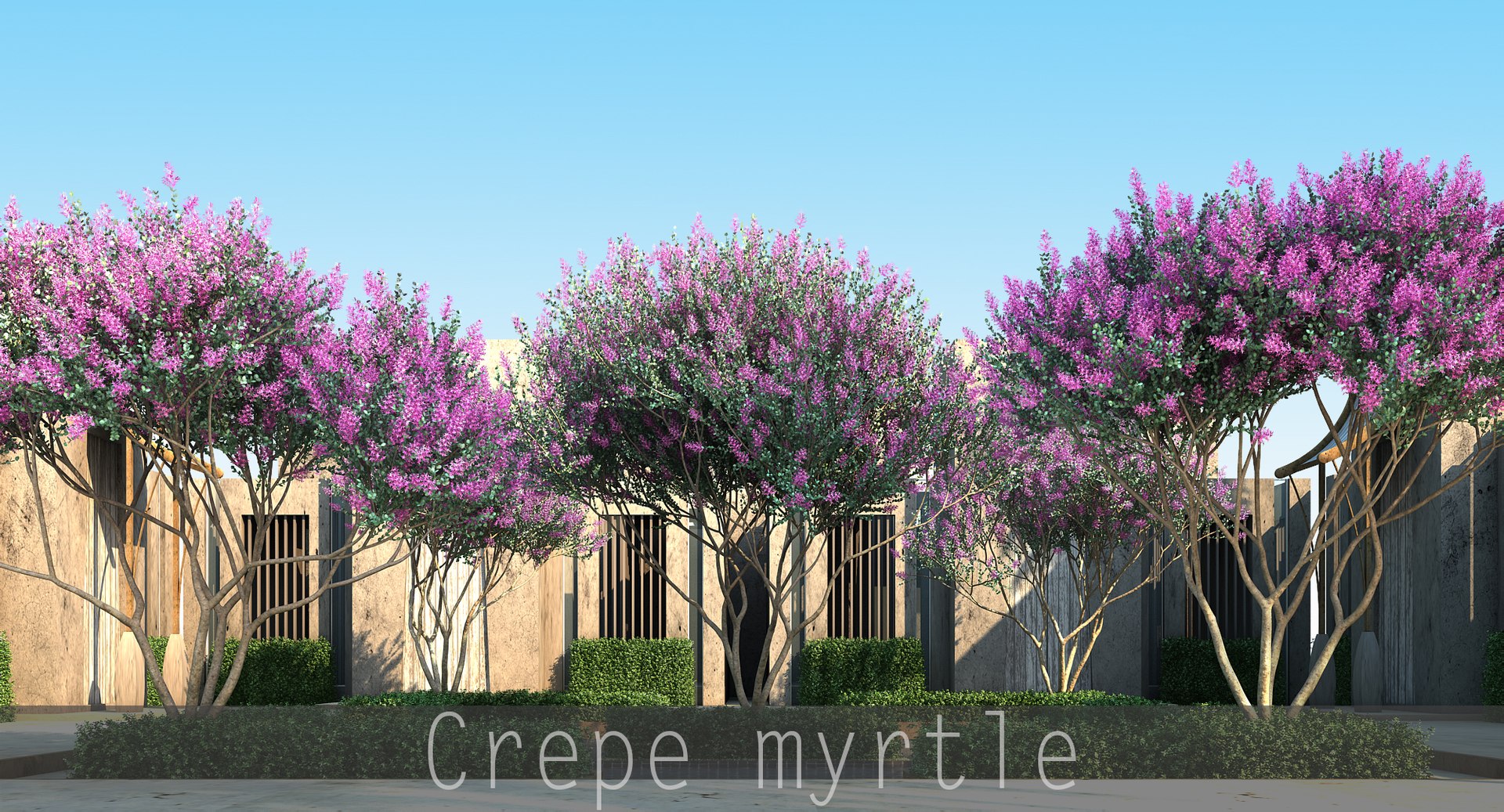 trunk 5 tree flowers max https://p.turbosquid.com/ts-thumb/IB/DwJSSl/Bsdqo11A/crepemyrtle_00/jpg/1473518264/1920x1080/fit_q87/44ceb1b0d7562ded1f6d260d4ef8ee4a3f55c284/crepemyrtle_00.jpg