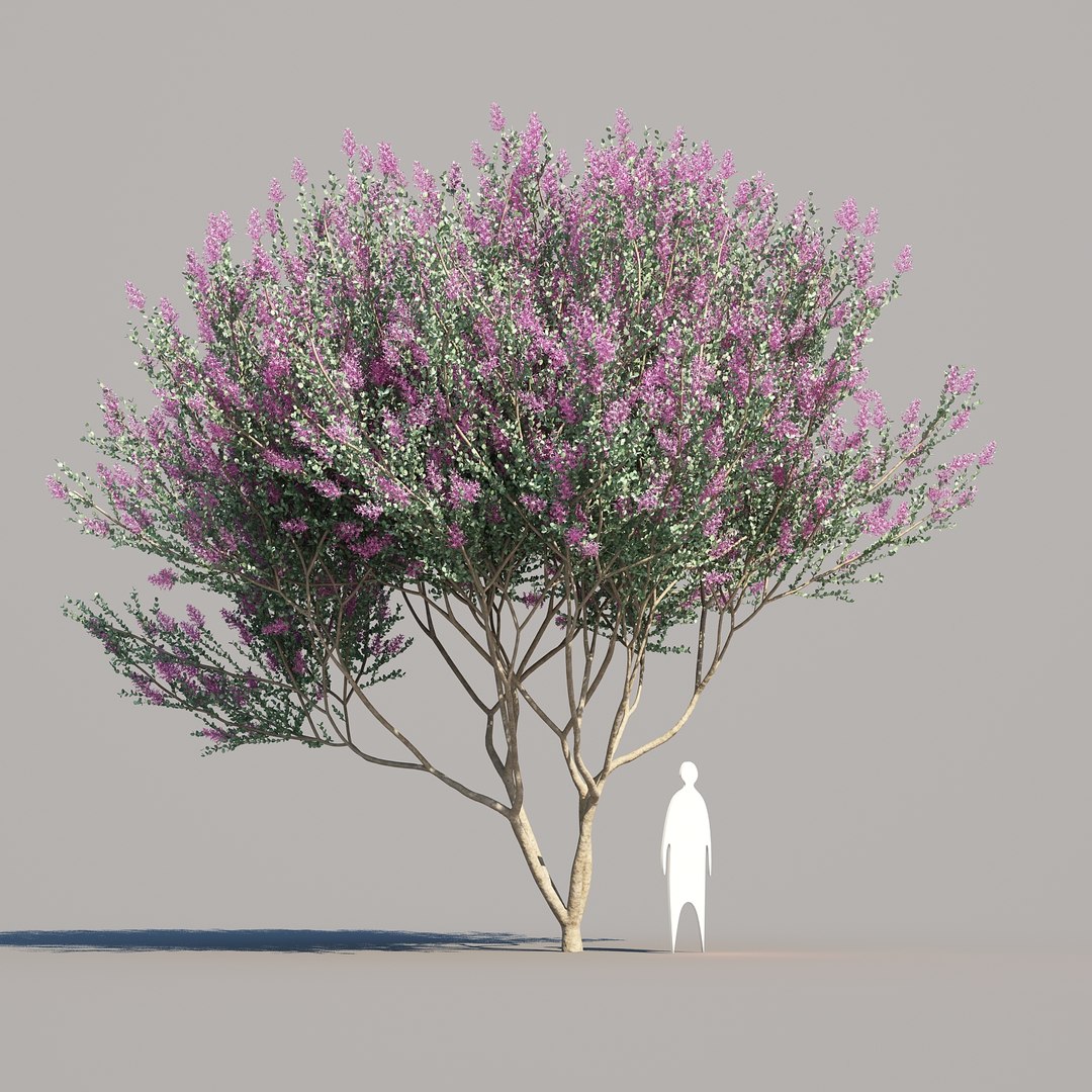 trunk 5 tree flowers max https://p.turbosquid.com/ts-thumb/IB/DwJSSl/CxoCv2pw/crepemyrtle_05/jpg/1473518264/1920x1080/fit_q87/6b1e56f04c11f571a36edb210b9af6f10e06be7c/crepemyrtle_05.jpg