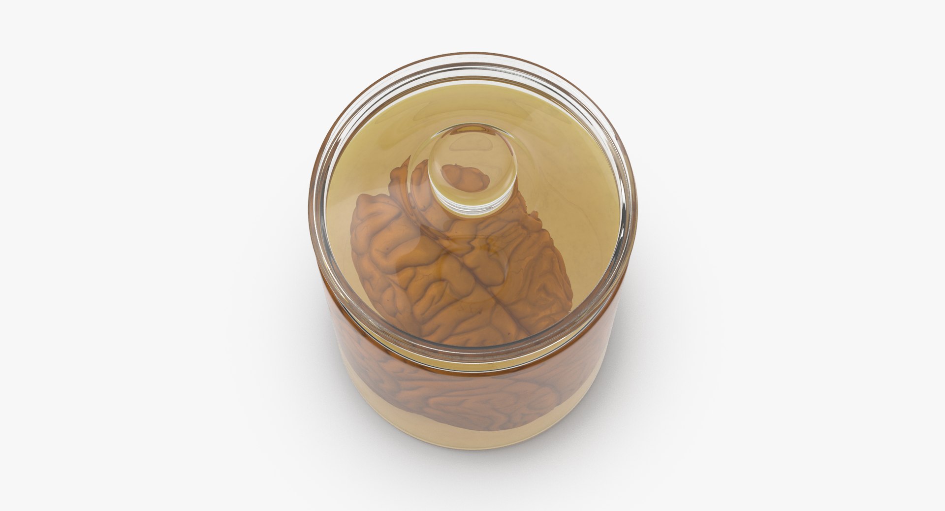 3d vintage jars - organ model https://p.turbosquid.com/ts-thumb/IB/KZ0ewD/CeHUvupi/vintage_jars_with_organs_brain_thumbnail_0005/jpg/1481710205/1920x1080/fit_q87/309595022886a9c6edfc9497b5bfe47f41a6cedf/vintage_jars_with_organs_brain_thumbnail_0005.jpg