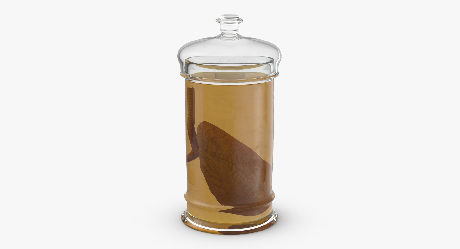 3d vintage jars - organ model https://p.turbosquid.com/ts-thumb/IB/KZ0ewD/JvkcbdiG/vintage_organ_jar_lung_thumbnail_0003/jpg/1481711394/1920x1080/fit_q87/dcc6adbf1d558044b4d1ff710dea41437e5e020d/vintage_organ_jar_lung_thumbnail_0003.jpg