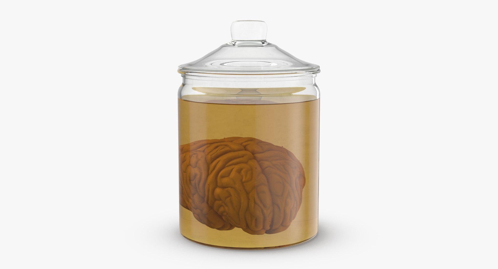 3d vintage jars - organ model https://p.turbosquid.com/ts-thumb/IB/KZ0ewD/kM6D3ygX/vintage_jars_with_organs_brain_thumbnail_0003/jpg/1481710205/1920x1080/fit_q87/f3d96459f6baec81c17b059e3dfc6af1469383e6/vintage_jars_with_organs_brain_thumbnail_0003.jpg
