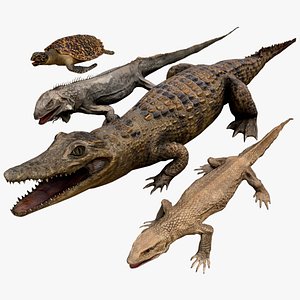 Reptile Pack  Crocodile Iguana Turtle Varanus