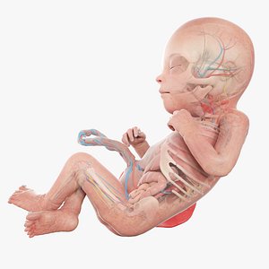 3D Fetus Anatomy Week 22 Animated