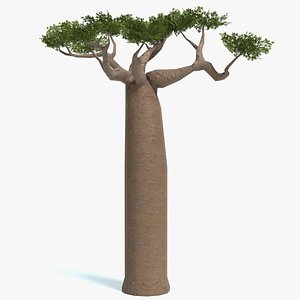 baobab tree polys 3D
