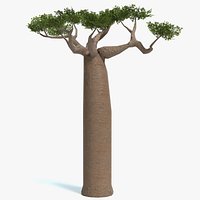 Baobab Tree Low Poly