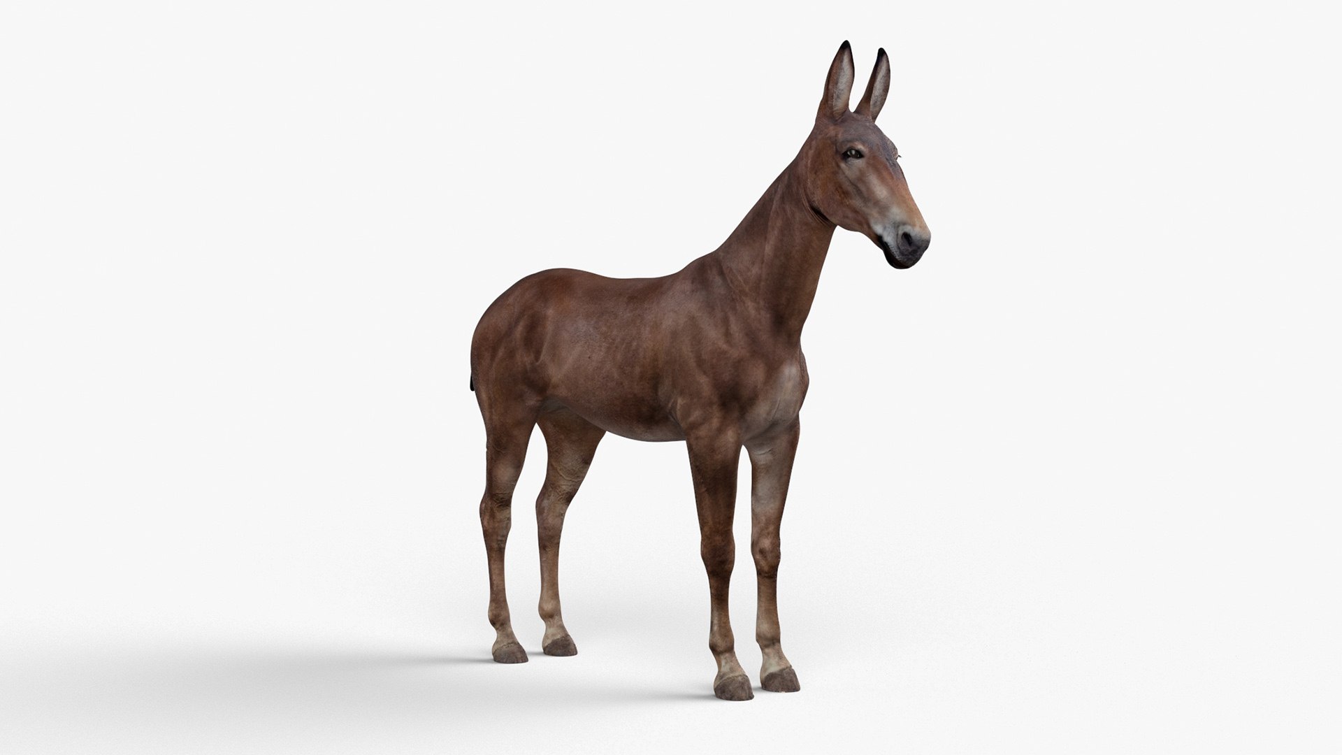 3D Mule Dark Rigged model https://p.turbosquid.com/ts-thumb/IB/P4DqzE/RS/mule_dark_rigged_019/jpg/1730411918/1920x1080/fit_q87/4c351d11e7c30f4cac28167dba690cfcc77df565/mule_dark_rigged_019.jpg