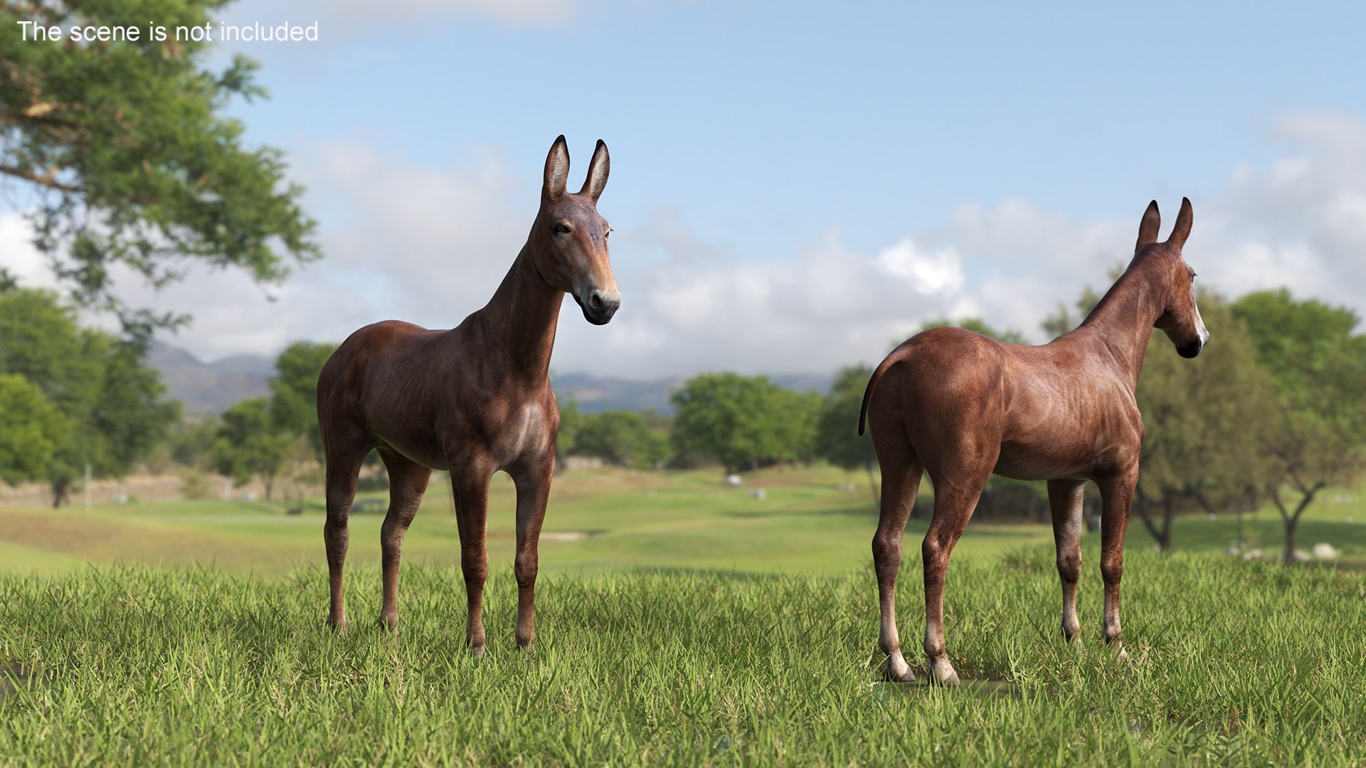 3D Mule Dark Rigged model https://p.turbosquid.com/ts-thumb/IB/P4DqzE/iJ/mule_dark_rigged_006/jpg/1730411850/1920x1080/fit_q87/8ca3a25e504daa28f81ac92d9dbbac516adfd3dd/mule_dark_rigged_006.jpg