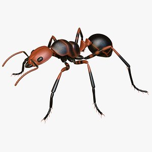 Fire Ant 3D
