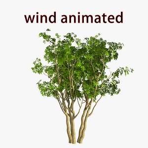 3D wind tree model