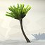 palm_025