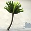 palm_025