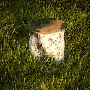 Birch stump