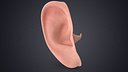 Human Right Ear Realistic V01