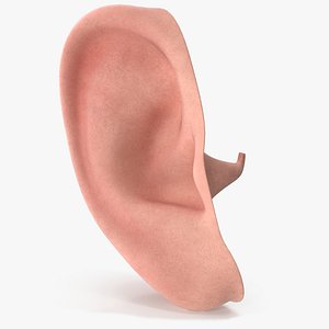 3D Human Right Ear Realistic V01
