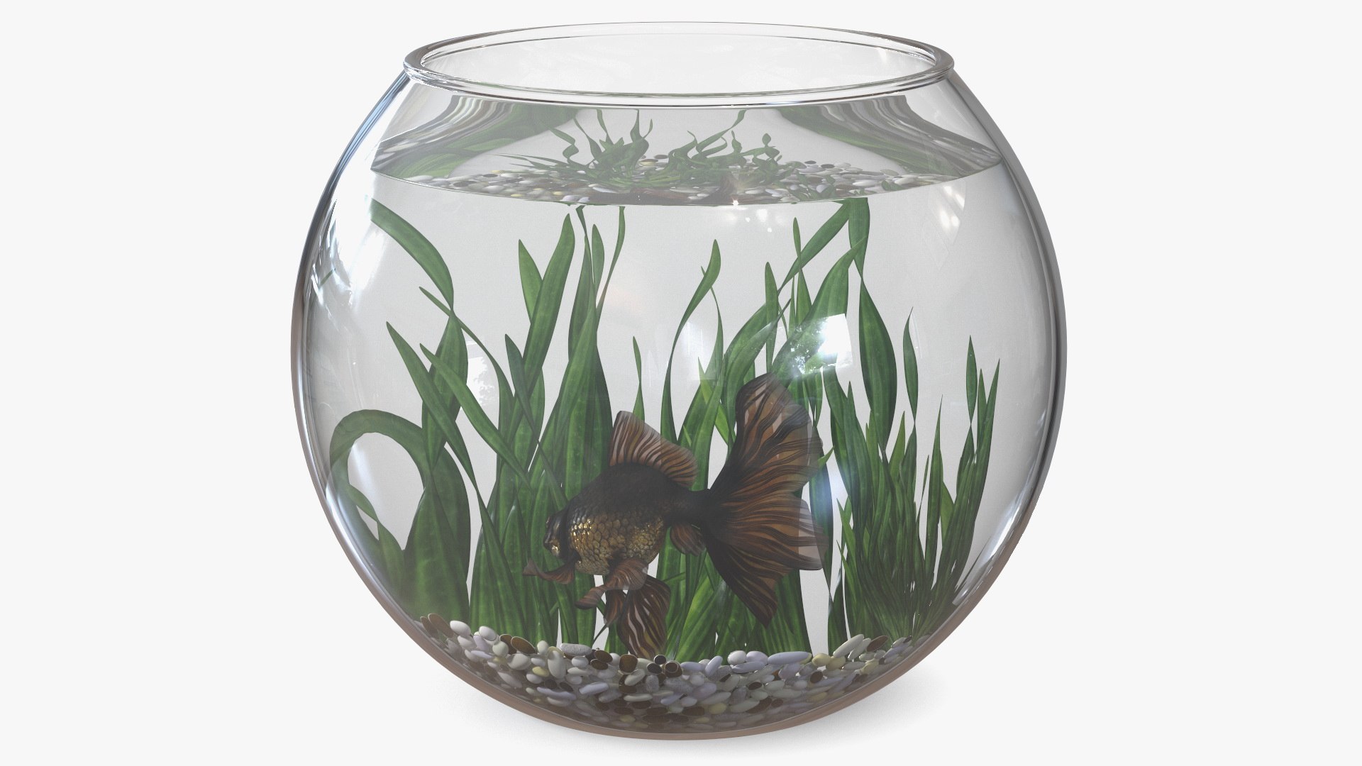 Round Aquarium with Black Moor Goldfish 3D model preview