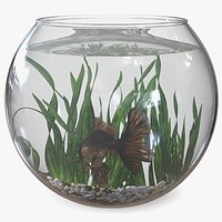 Round Aquarium with Black Moor Goldfish