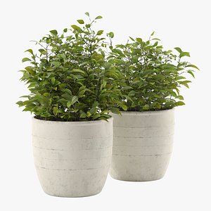 3D realistic outdoor plant pot
