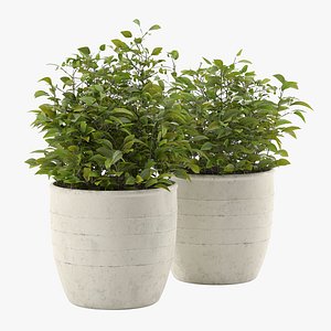 Outdoor Plant in Pot