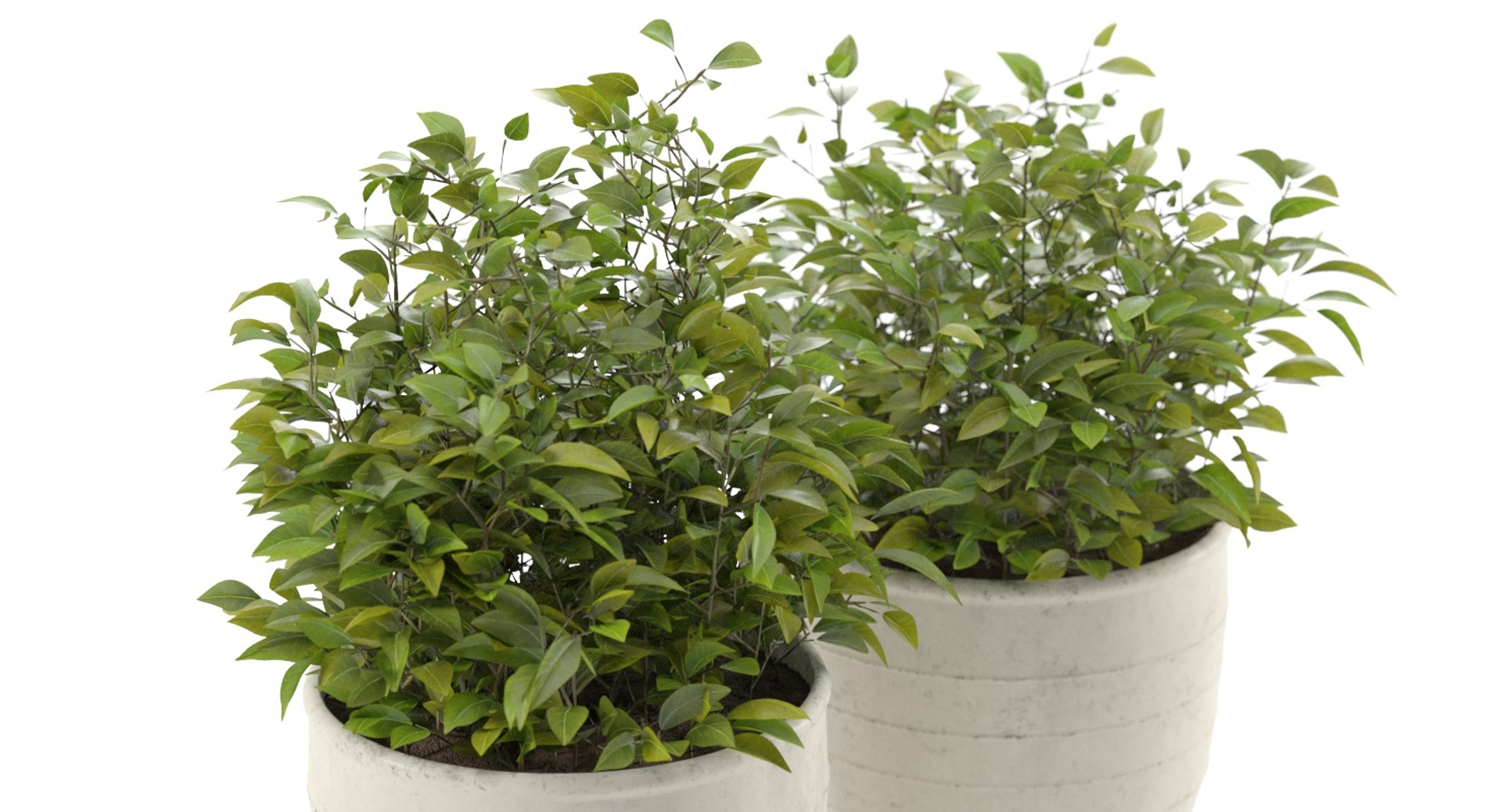 3D Realistic Outdoor Plant Pot - TurboSquid 1330729