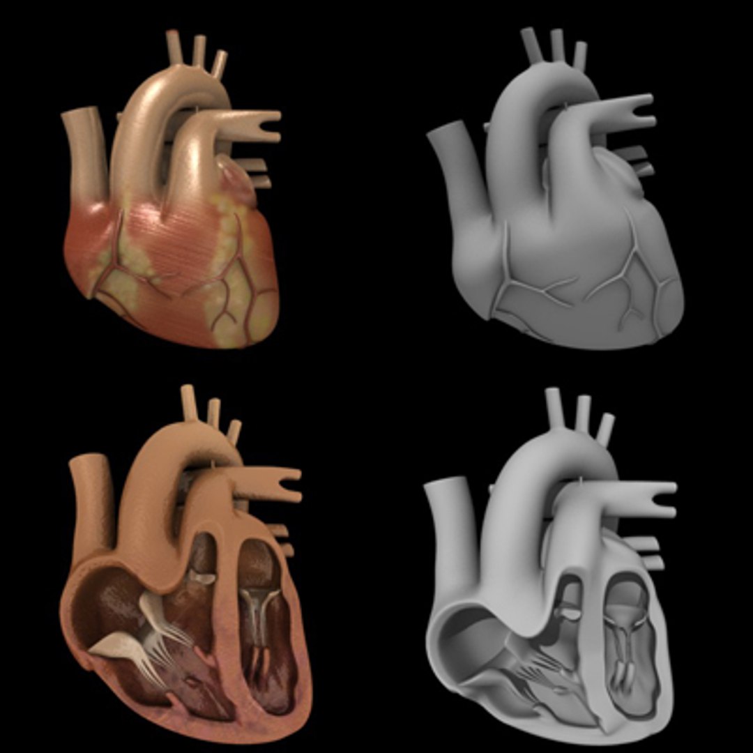 Human Heart Section 3d Model