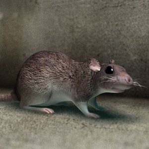 rat 3d model