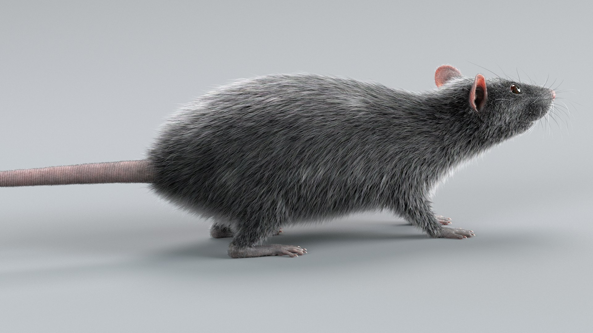 3D Norway Rat Static Xgen https://p.turbosquid.com/ts-thumb/IC/X1a8sx/00/norway_rat_static_04/jpg/1741614810/1920x1080/fit_q87/5c46796a36baec7ce2b1b7e5bc41281d2fe911ee/norway_rat_static_04.jpg