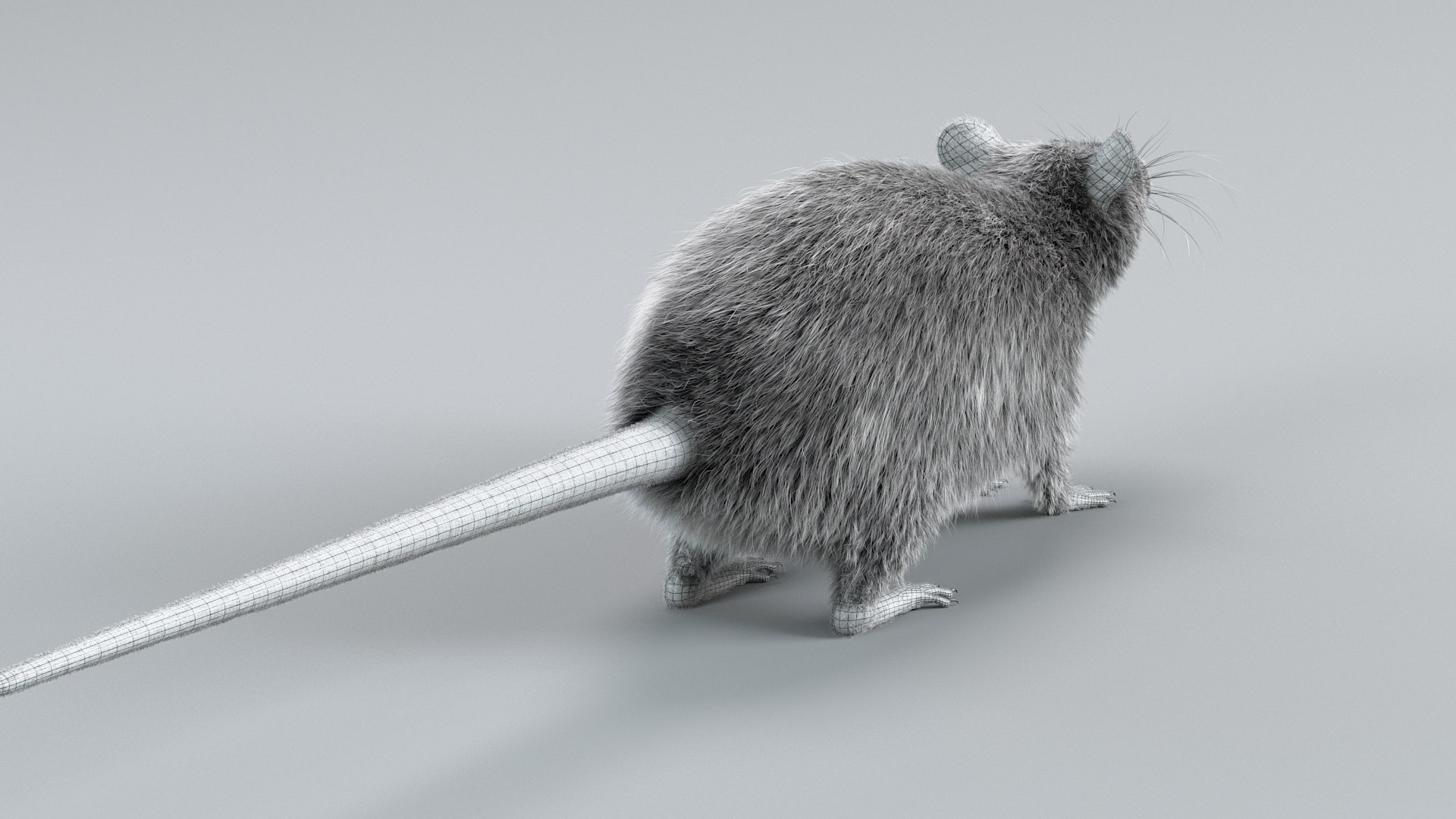 3D Norway Rat Static Xgen https://p.turbosquid.com/ts-thumb/IC/X1a8sx/8l/norway_rat_static_15/jpg/1741614824/1920x1080/fit_q87/ef0d2e5702db3d0c616532c23ca7190eaae5b7dd/norway_rat_static_15.jpg