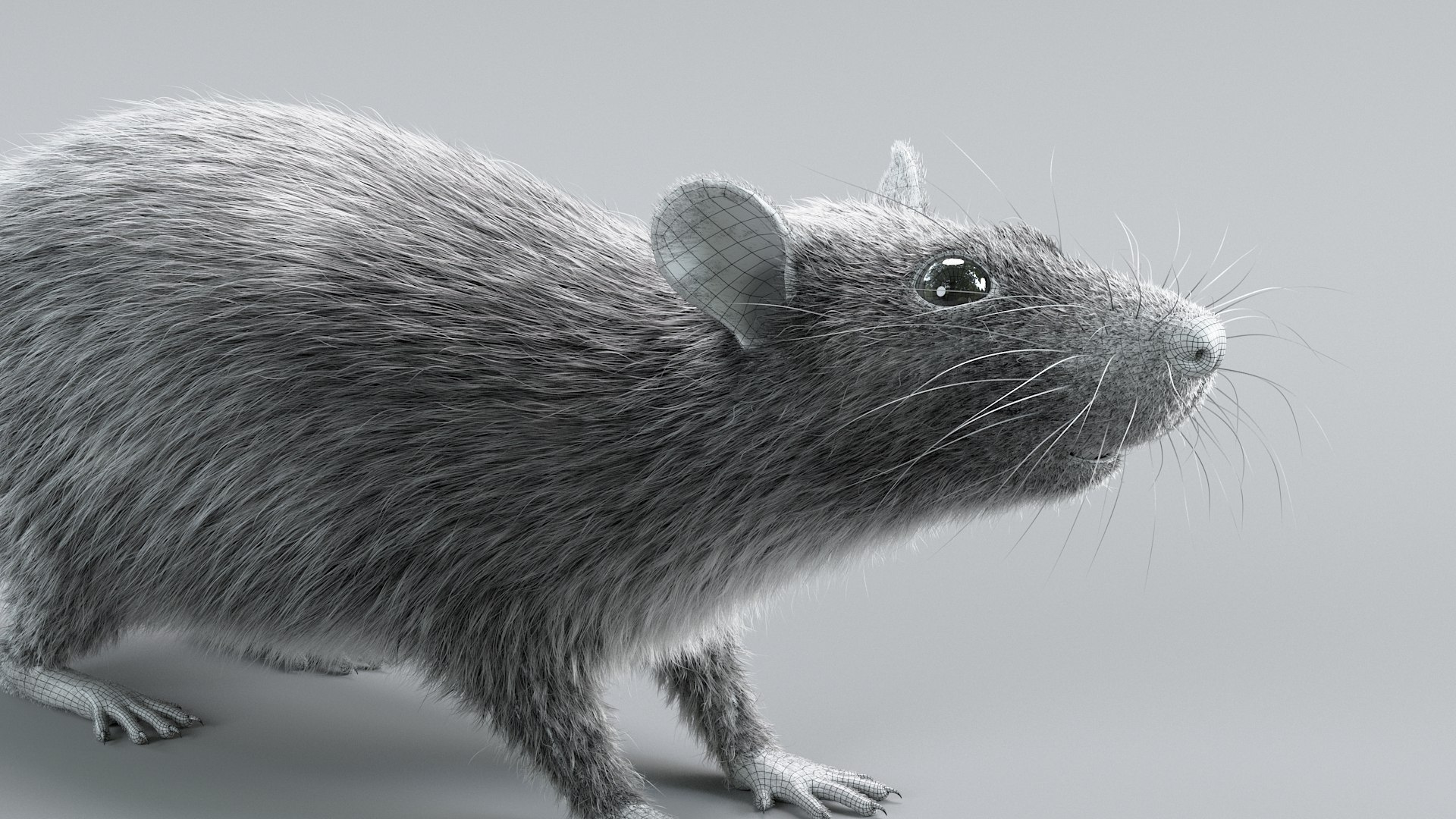 3D Norway Rat Static Xgen https://p.turbosquid.com/ts-thumb/IC/X1a8sx/CN/norway_rat_static_20/jpg/1741614833/1920x1080/fit_q87/19f630bdd5222e5db62c025aa9733e25a37d1d38/norway_rat_static_20.jpg