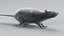 Norway Rat Static Xgen