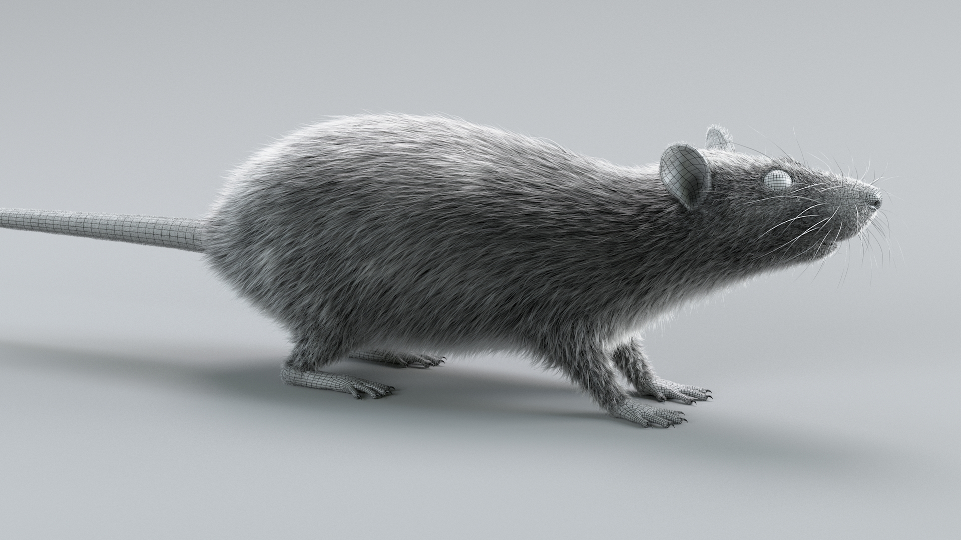 3D Norway Rat Static Xgen https://p.turbosquid.com/ts-thumb/IC/X1a8sx/RL/norwayratstatictbb/jpg/1741614667/1920x1080/turn_fit_q99/e2c8627604da27e0d207383b2627c09fc5b3f6c4/norwayratstatictbb-1.jpg